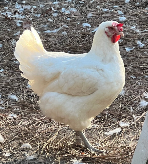 "Buddy's Feed Mill" Blend: Fertrell based CHICK STARTER-LOCAL PU ONLY