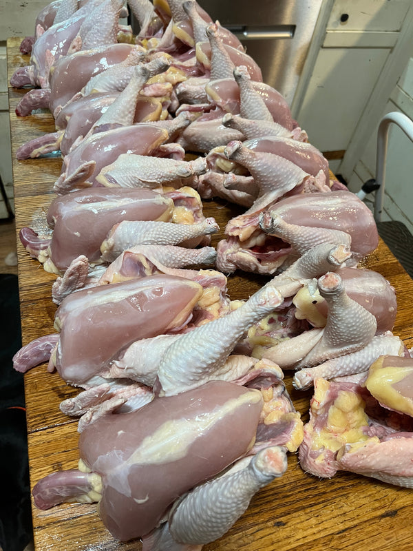 NORTH STAR GAULOISE - The New AMERICAN BRESSE - 10 Count Box of "Abigail's Crystal Foot" Group