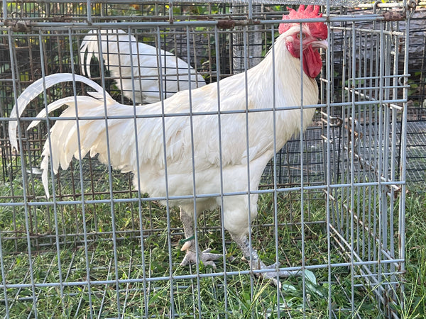 NORTH STAR GAULOISE- The New American Bresse - "JENN'S GEMS" Group