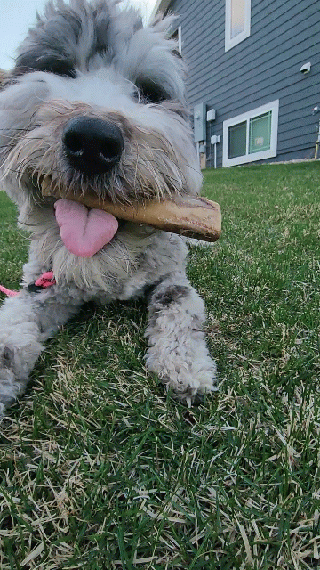 Ostrich Chunky Bones. Long-lasting, Natural Dog Gnaw Treat by Savannah Pet Food
