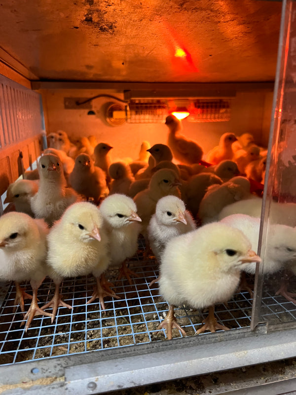 NORTH STAR GAULOISE - The New AMERICAN BRESSE - 10 Count Box of "Abigail's Crystal Foot" Group