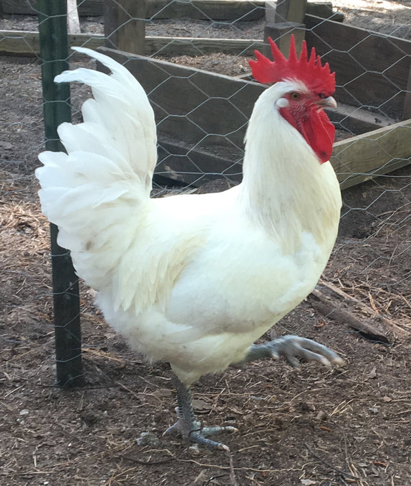 NORTH STAR GAULOISE- The New American Bresse - "JENN'S GEMS" Group