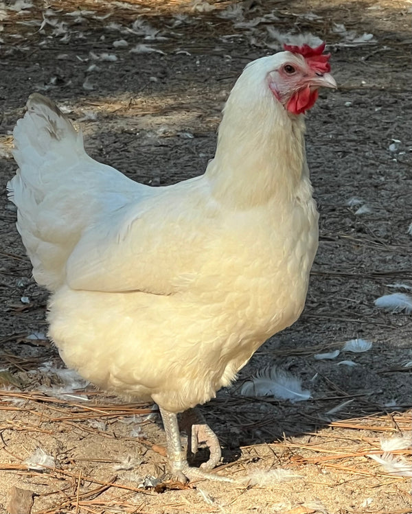 NORTH STAR GAULOISE- The New American Bresse - "JENN'S GEMS" Group