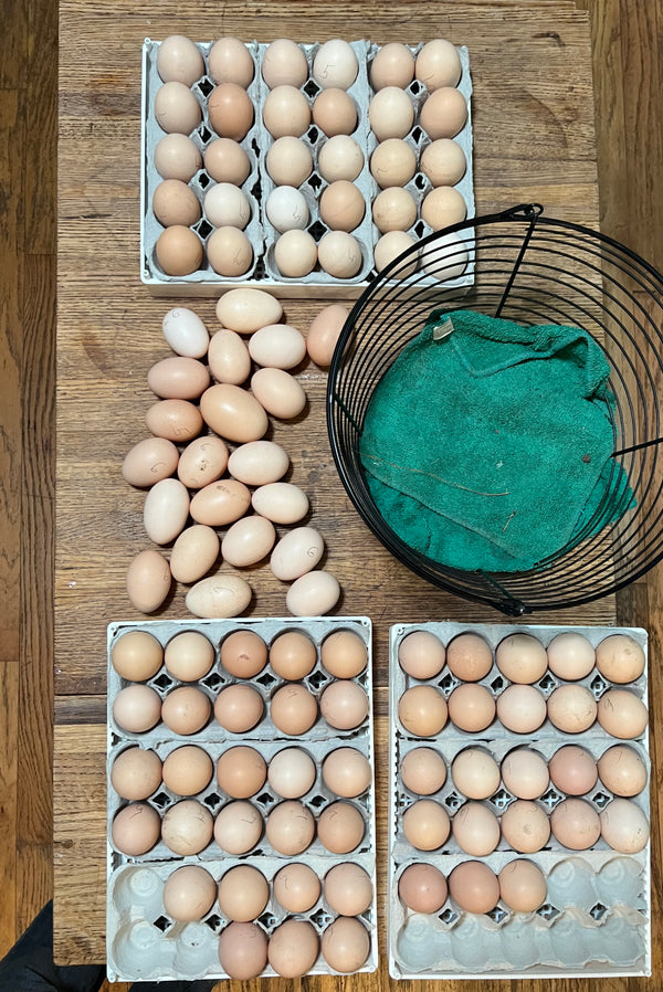 NORTH STAR GAULOISE - The New AMERICAN BRESSE - 10 Count Box of "Abigail's Crystal Foot" Group