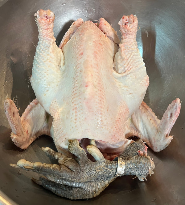 NORTH STAR GAULOISE- The New American Bresse - "JENN'S GEMS" Group