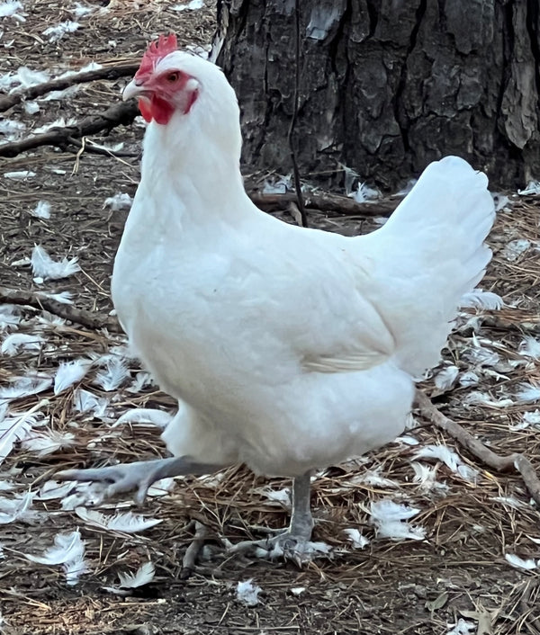 "Buddy's Feed Mill" Blend: Fertrell based CHICK STARTER-LOCAL PU ONLY