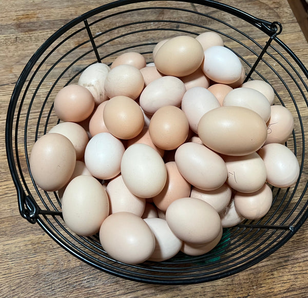 NORTH STAR GAULOISE- The New American Bresse - "JENN'S GEMS" Group