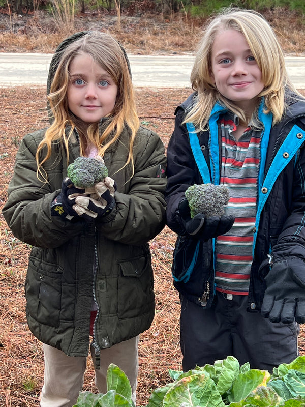 NORTH STAR GAULOISE - The New AMERICAN BRESSE - 10 Count Box of "Abigail's Crystal Foot" Group