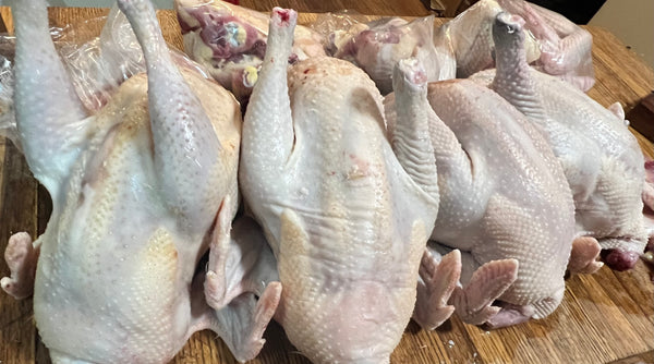 NORTH STAR GAULOISE- The New American Bresse - "JENN'S GEMS" Group