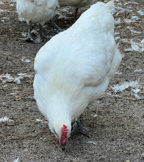 NORTH STAR GAULOISE - The New AMERICAN BRESSE - 10 Count Box of "Abigail's Crystal Foot" Group