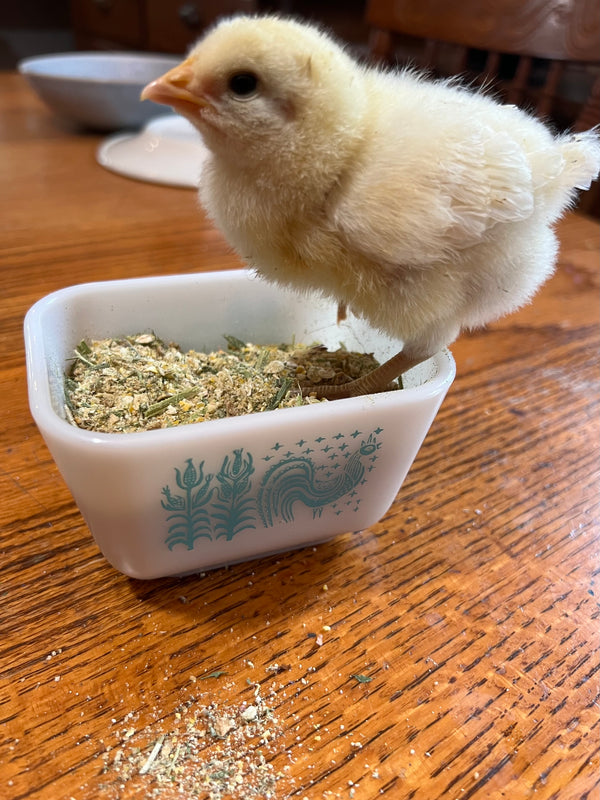 NORTH STAR GAULOISE - The New AMERICAN BRESSE - 10 Count Box of "Abigail's Crystal Foot" Group