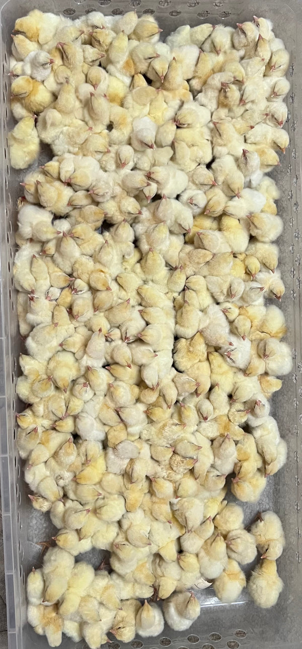 "Buddy's Feed Mill" Blend: Fertrell based CHICK STARTER-LOCAL PU ONLY