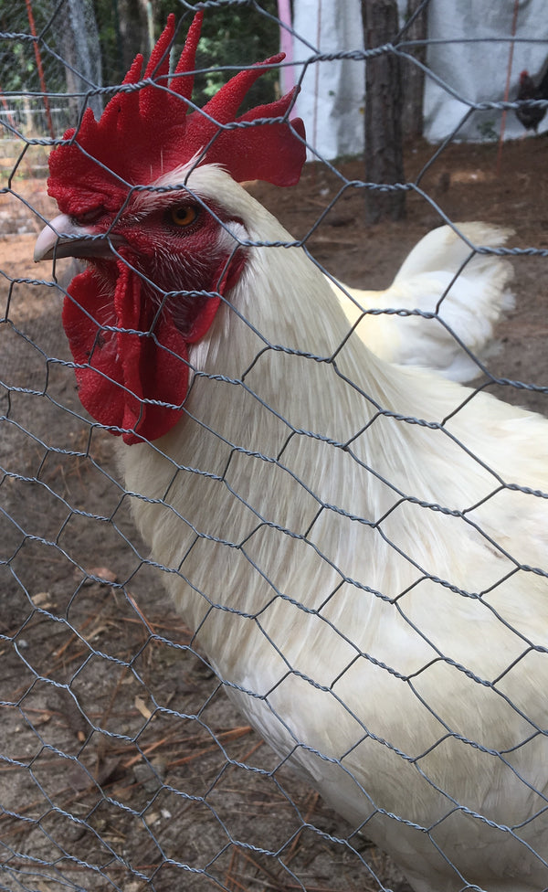 NORTH STAR GAULOISE- The New American Bresse - "JENN'S GEMS" Group