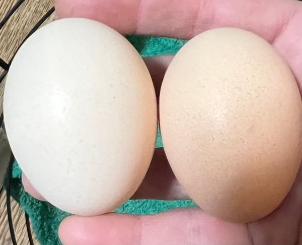 "Buddy's Feed Mill" Blend: Fertrell based CHICK STARTER-LOCAL PU ONLY