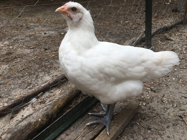 NORTH STAR GAULOISE- The New American Bresse - "JENN'S GEMS" Group