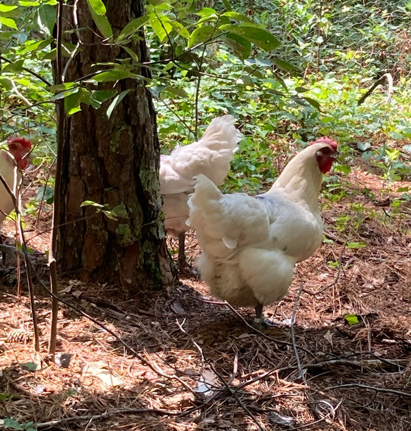 NORTH STAR GAULOISE- The New American Bresse - "JENN'S GEMS" Group