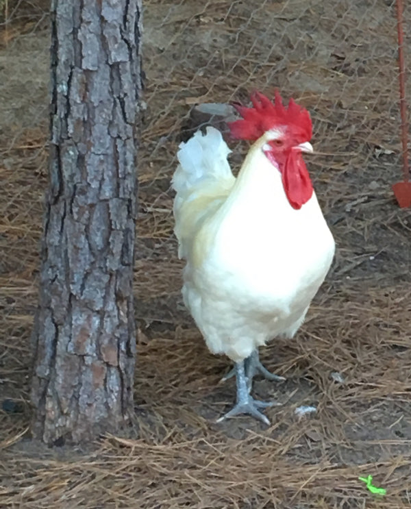 NORTH STAR GAULOISE- The New American Bresse - "JENN'S GEMS" Group