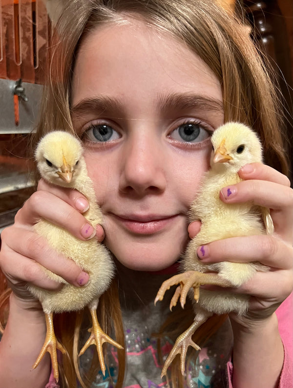 NORTH STAR GAULOISE - The New AMERICAN BRESSE - 10 Count Box of "Abigail's Crystal Foot" Group