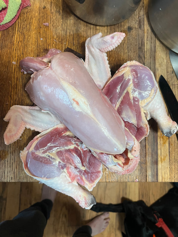 NORTH STAR GAULOISE- The New American Bresse - "JENN'S GEMS" Group