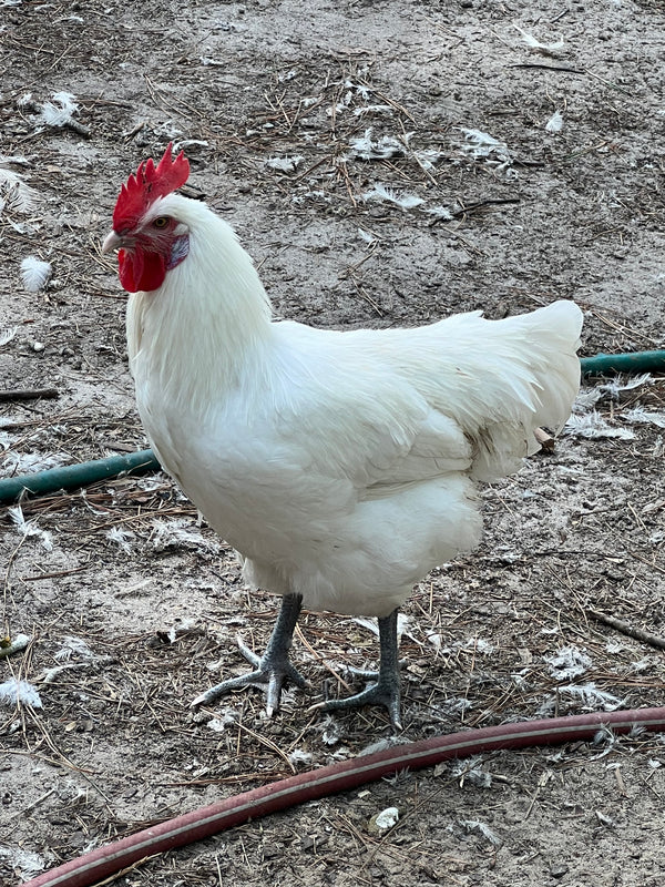 "Buddy's Feed Mill" Blend: Fertrell based CHICK STARTER-LOCAL PU ONLY