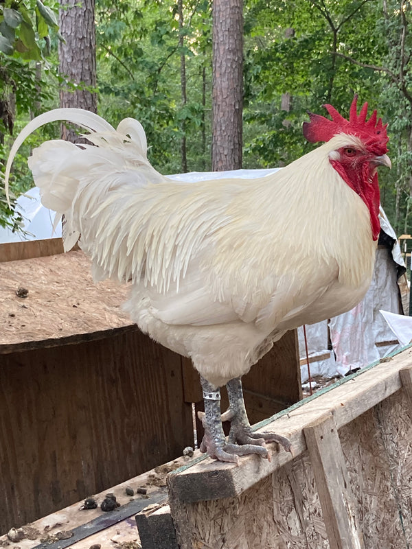 NORTH STAR GAULOISE- The New American Bresse - "JENN'S GEMS" Group