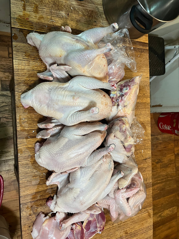 NORTH STAR GAULOISE- The New American Bresse - "JENN'S GEMS" Group