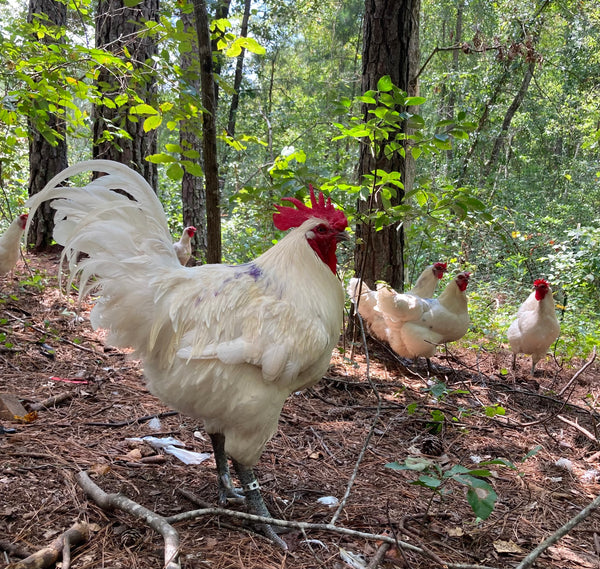 NORTH STAR GAULOISE- The New American Bresse - "JENN'S GEMS" Group