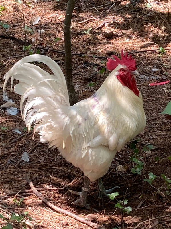 NORTH STAR GAULOISE- The New American Bresse - "JENN'S GEMS" Group