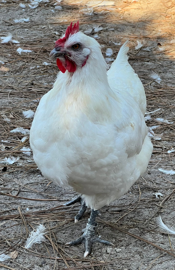 NORTH STAR GAULOISE - The New AMERICAN BRESSE - 10 Count Box of "Abigail's Crystal Foot" Group