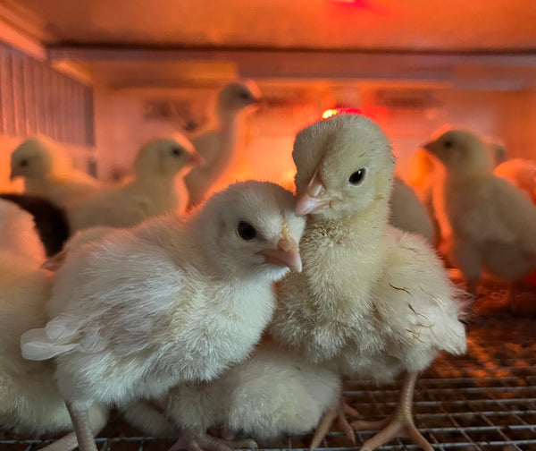 NORTH STAR GAULOISE- The New American Bresse - "JENN'S GEMS" Group