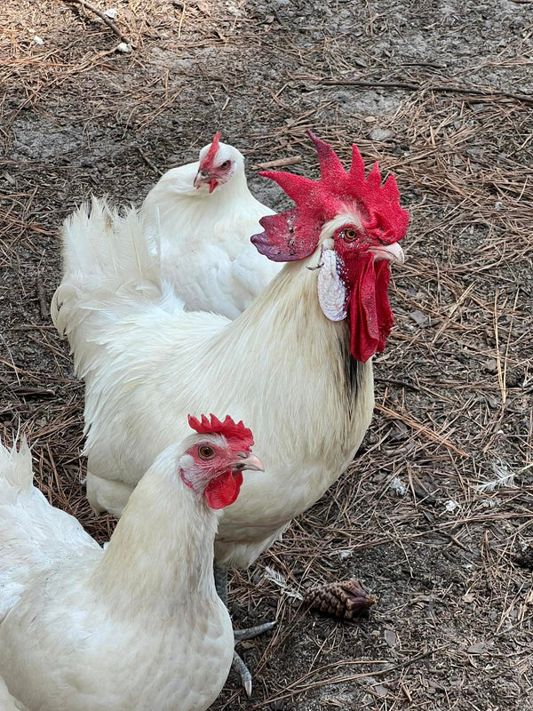 Retired Laying Hen for Backyard flocks- NORTH STAR GAULOISE- White American Bresse