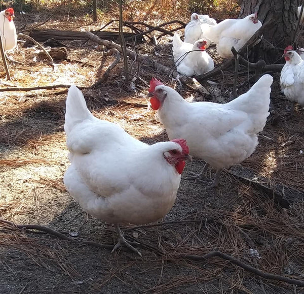 COMBO PACK --- Meat plus Breeding Stock!