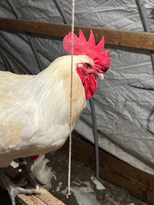 NORTH STAR GAULOISE- The New American Bresse - "JENN'S GEMS" Group