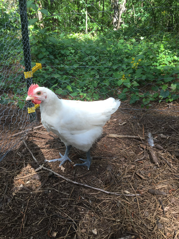 NORTH STAR GAULOISE- The New American Bresse - "JENN'S GEMS" Group