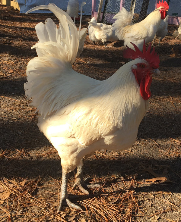 NORTH STAR GAULOISE- The New American Bresse - "JENN'S GEMS" Group