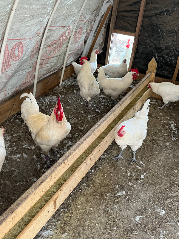 "Buddy's Feed Mill" Blend: Fertrell based CHICK STARTER-LOCAL PU ONLY