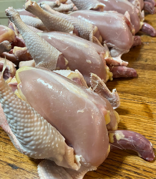 NORTH STAR GAULOISE- The New American Bresse - "JENN'S GEMS" Group