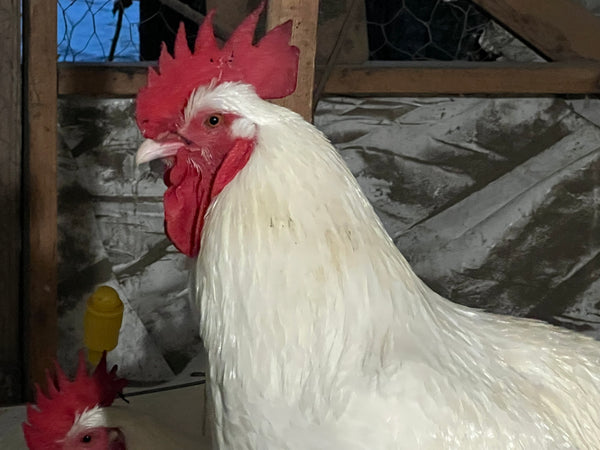 "Buddy's Feed Mill" Blend: Fertrell based CHICK STARTER-LOCAL PU ONLY