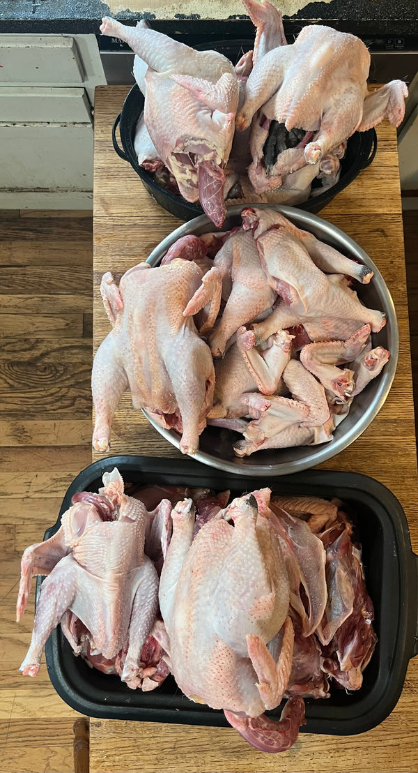 NORTH STAR GAULOISE- The New American Bresse - "JENN'S GEMS" Group