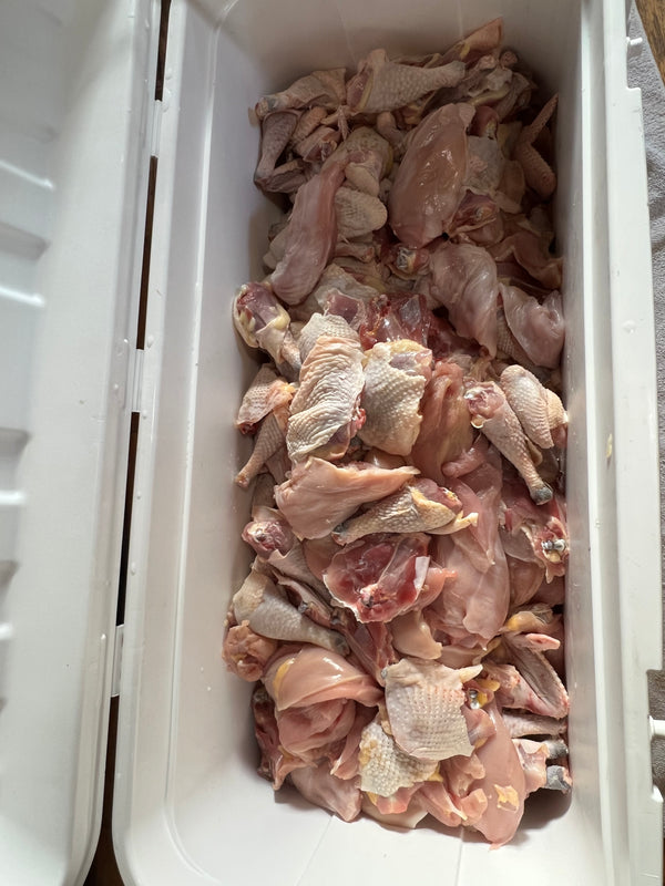 NORTH STAR GAULOISE- The New American Bresse - "JENN'S GEMS" Group