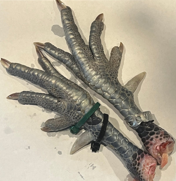 NORTH STAR GAULOISE- The New American Bresse - "JENN'S GEMS" Group