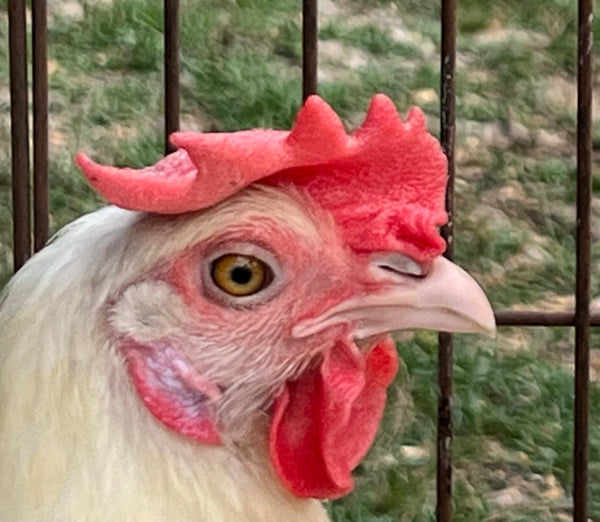 NORTH STAR GAULOISE- The New American Bresse - "JENN'S GEMS" Group