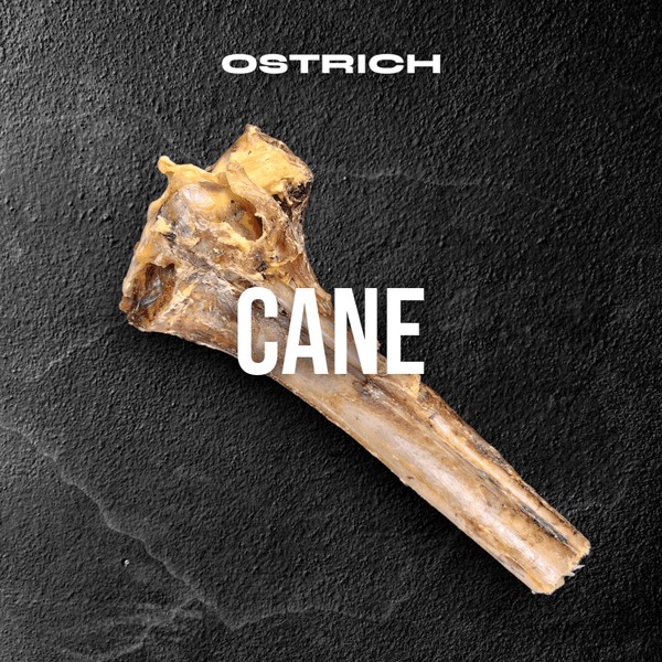 Ostrich Cane (Large) . Long-lasting, Natural Dog Gnaw Treat by Savannah Pet Food