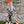 Fall pumpkins honey/ Ollie romper - with snaps