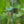 Qlipr Trellising System