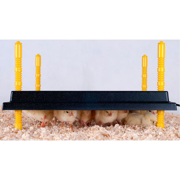 Heating Plate for Chicks (16" x 16") for 30-35 chicks