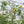 Qlipr Trellising System