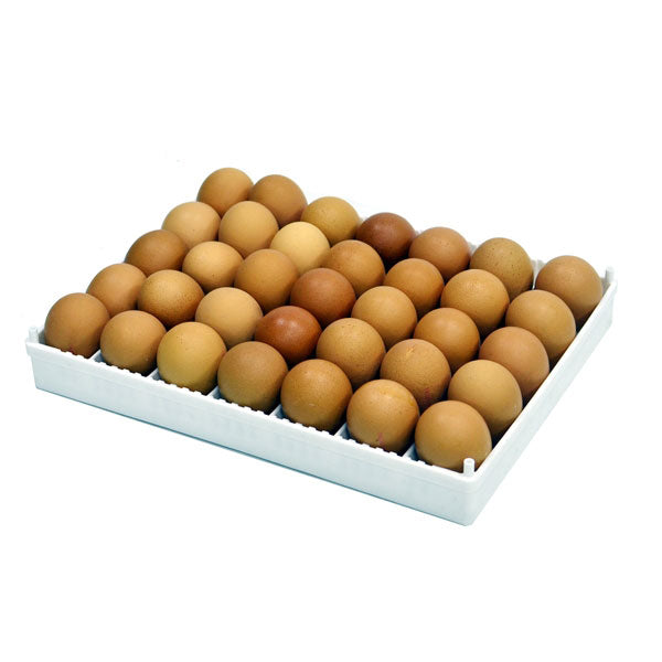 Egg Setter Tray (Flexy35Y)