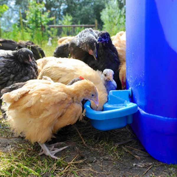 Maxicup Automatic Drinker - Poultry Waterer